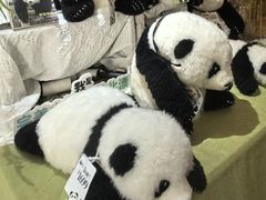-轩客会(熊猫书店)