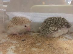 -藦茜花园宠物主题亲子互动体验馆(国顺东路店)