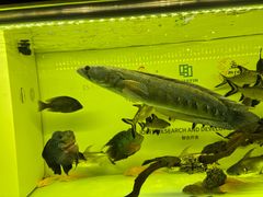 -青石桥花鸟鱼虫市场(叠翠城店)