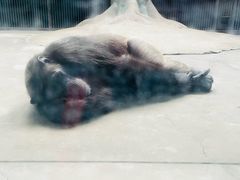 -石家庄市动物园