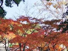-秋霞圃
