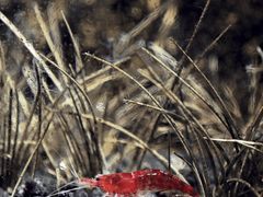 -广交会威斯汀酒店