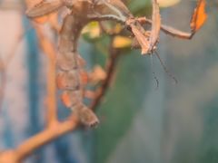 -上海大自然野生昆虫馆(东方明珠·爬宠昆虫探索中心)