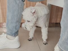 -瑞鹏宠物医院·骨科·猫科·内科(第一中心)