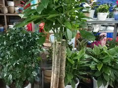 -桂林市花鸟市场