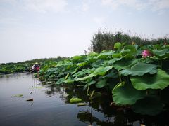 -荷塘月色湿地公园·向阳花洲
