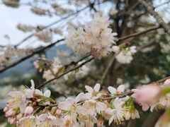 -樱桃山旅游景区