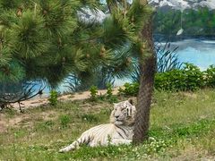 -西霞口神雕山野生动物世界