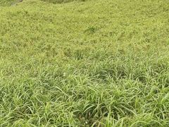 -萍乡武功山风景名胜区