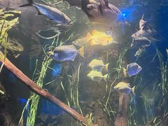 -悉尼海洋生物水族馆