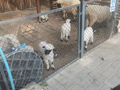 -保定市动物园