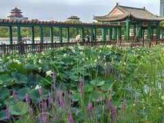 -莲花池公园
