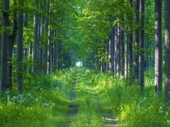 -黄海国家森林公园