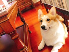 -翊宠yipet猫狗购宠庄园犬舍•猫舍