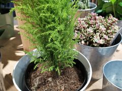 -鹿岛会员店 (龙湖三千集天街店)