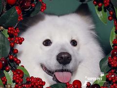 -超宠爱宠物摄影-Super pet