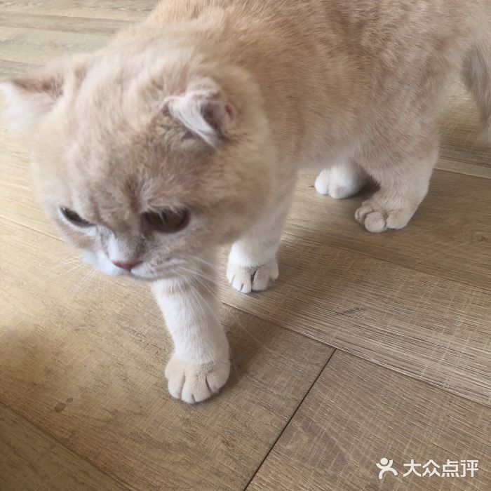 CAT’S MEWSTAR CAFE·喵星球猫屋(晴湾咖啡店)图片