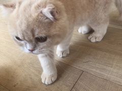 -CAT’S MEWSTAR CAFE·喵星球猫屋(晴湾咖啡店)