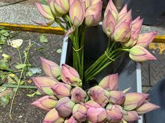 -循礼门鲜花花市(武汉循礼门店)