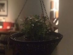 餐具摆设-瓦库茶馆17号(海汇港店)