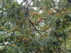 -李叔同故居纪念馆