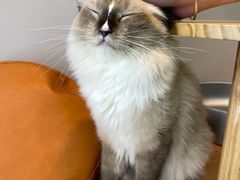 -MOCHA明星猫咖(田子坊店)