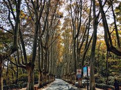 -灵谷景区