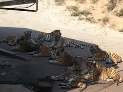 -大连森林动物园