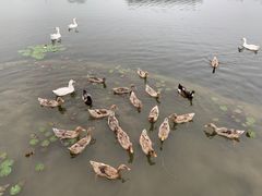 -古塔公园
