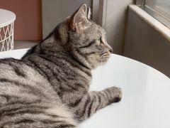 -猫儿山۰猫主题餐厅