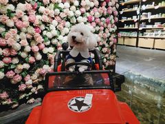 -百好乐宠物友好餐厅(朝外大街店)