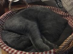-海边的猫和咖啡馆