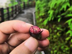 -羚羊峡古栈道森林公园