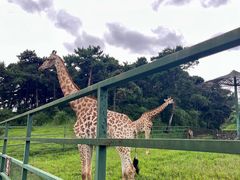 -沈阳森林动物园