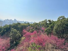 -金鸡山公园