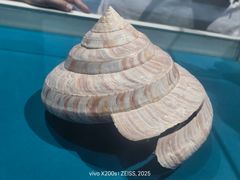 -青岛贝壳博物馆