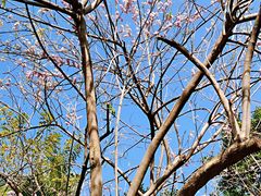 -广州市流溪河国家森林公园