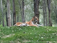 -北京野生动物园