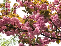 -金鸡湖桃花岛
