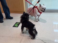 -帕帕拉兹宠物(亚洲旗舰店)