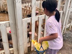 -前小桔亲子创意农场·草莓采摘·露营烧烤
