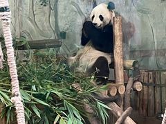 -深圳野生动物园