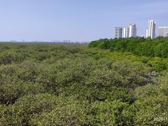 -北海金海湾红树林生态旅游区