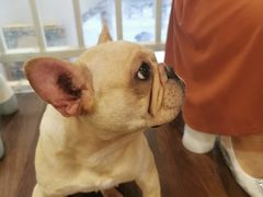 -柯斗斗主题餐厅·狗咖·围炉煮茶·茶饮(国瑞升平里店)