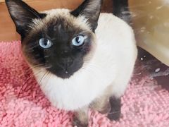 -猫的茶·猫咖
