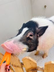 -Moni星球萌宠·小马宝莉·灵蛇·高端高阶全萌宠互动体验俱乐部(红豆国际广场店)