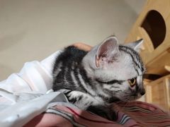 -藏猫猫咖啡主题馆(中央大道店)