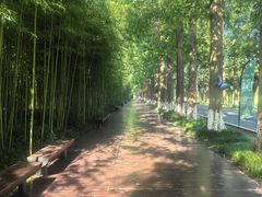 -黄海国家森林公园