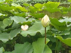 -陈家山荷花公园