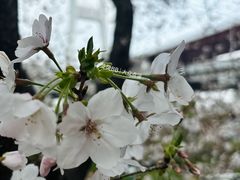-上海南浦大桥长途旅游客运站
